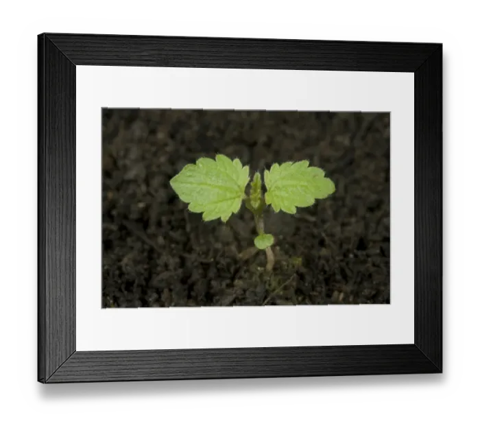 Framed Print : Seedling stinging nettle, Urtica dioica, perrennial stinging weed of gardens
