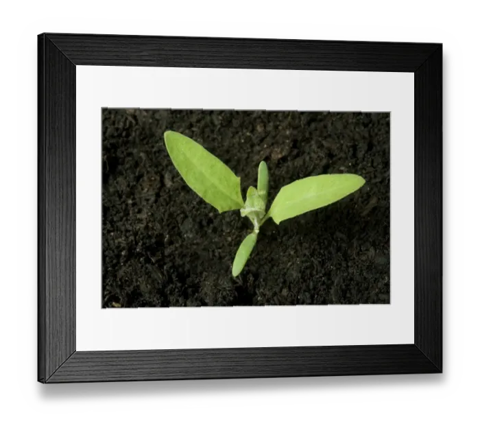 Framed Print : A seedling plant of common orache, Atriplex patula, with two true leaves and cotyledons Framed Print : A seedling plant of common orache, Atriplex patula, with two true leaves and cotyledons