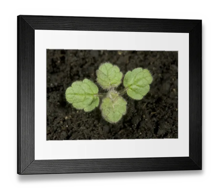 Framed Print : Hedge woundwort, Stachys sylvatica, seedling with four true leaves