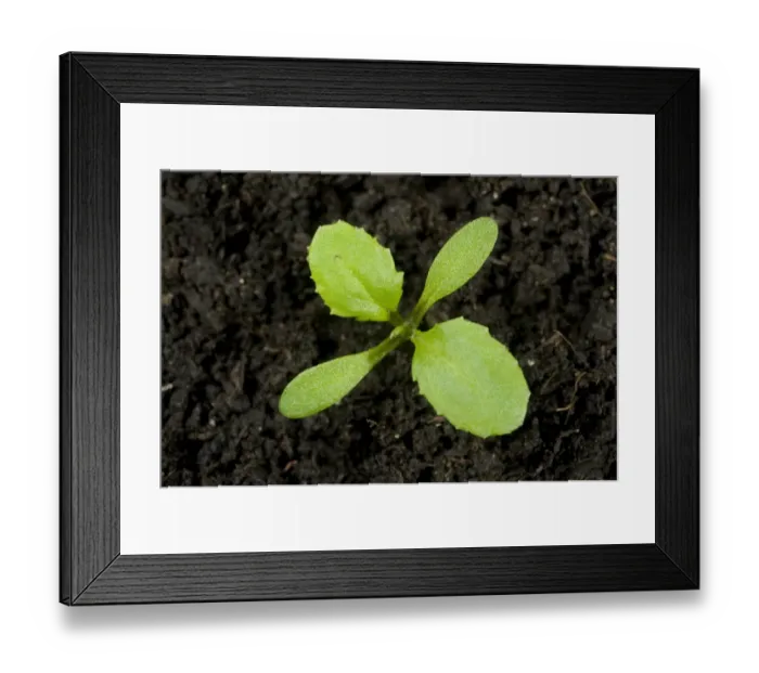Framed Print : Seedling groundsel, Senecio, vulgaris, annual arable and garden weed seedling cotyledons and first true leaves Framed Print : Seedling groundsel, Senecio, vulgaris, annual arable and garden weed seedling cotyledons and first true leaves