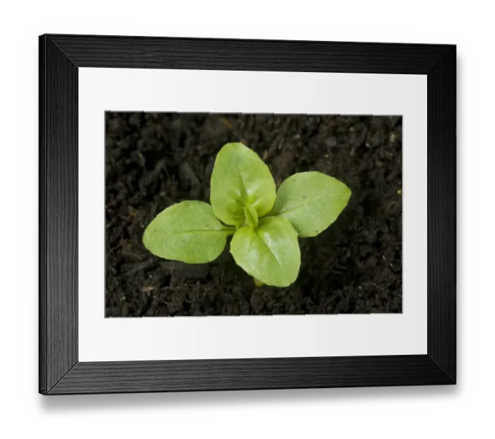 Framed Print : Seedling broad leaved willowherb, Epilobium montanum, arable annual garden weed with four true leaves Framed Print : Seedling broad leaved willowherb, Epilobium montanum, arable annual garden weed with four true leaves