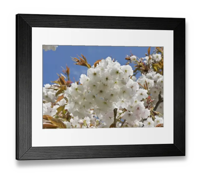 Framed Print : Flowers on an ornamental flowering cherry tree Prunus Shizuka or Fragrant Cloud young red leaves against a