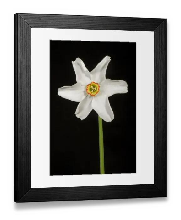 Framed Print : Poets narcissus, Narcissus poeticus, flower Framed Print : Poets narcissus, Narcissus poeticus, flower