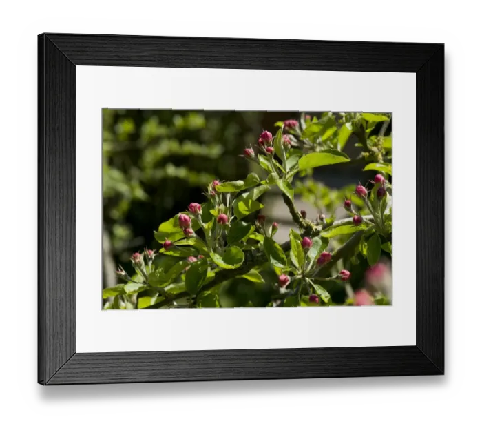 Framed Print : Young leaves and pink buds on a Golden Delicious apple tree in spring Framed Print : Young leaves and pink buds on a Golden Delicious apple tree in spring