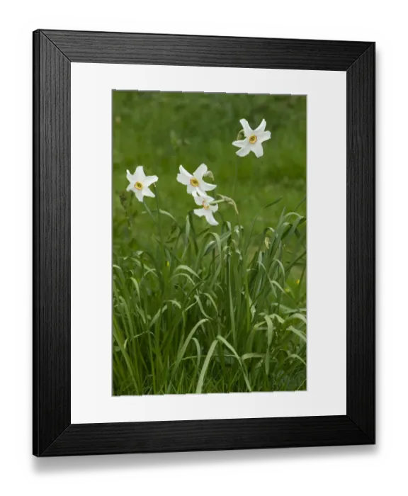 Framed Print : Poets narcissus, Narcissus poeticus, flower Framed Print : Poets narcissus, Narcissus poeticus, flower