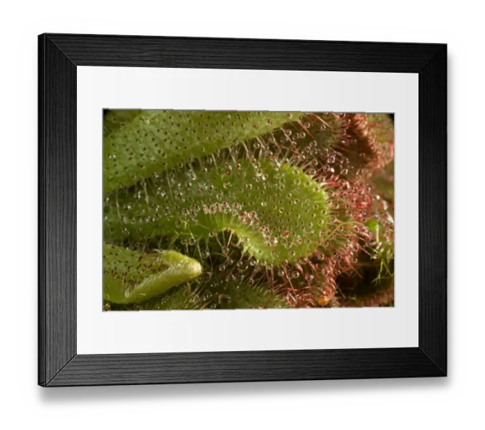 Framed Print : Insectivorous leaves and sticky leaf hairs of a sundew, Drosera aliciae Framed Print : Insectivorous leaves and sticky leaf hairs of a sundew, Drosera aliciae