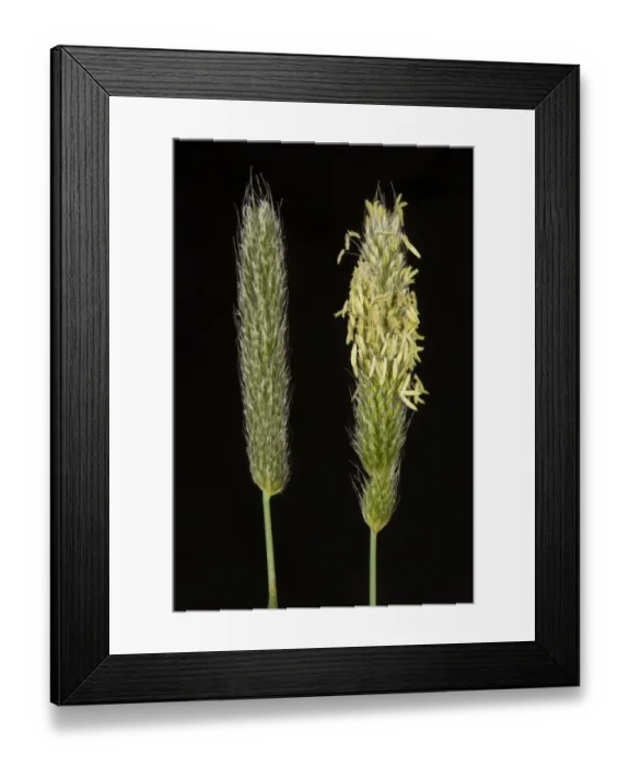 Framed Print : Flowering heads of timothy grass, Phleum pratense Framed Print : Flowering heads of timothy grass, Phleum pratense