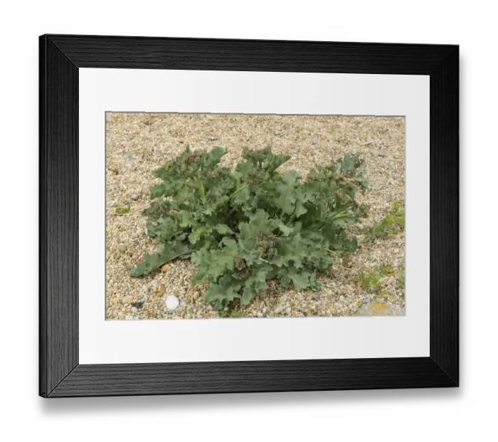 Framed Print : Sea kale, Crambe maritima, on shingle at Chesil beach in Dorset Framed Print : Sea kale, Crambe maritima, on shingle at Chesil beach in Dorset