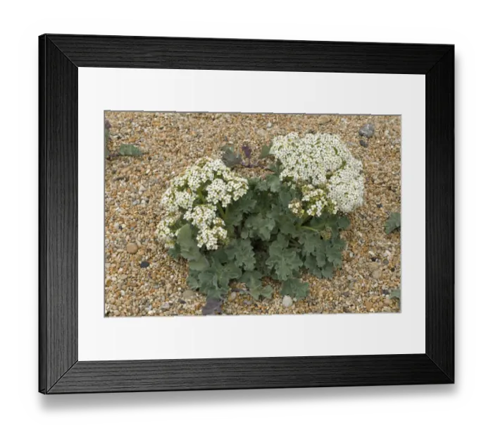 Framed Print : Sea kale, Crambe maritima, flowering on shingle at Chesil beach in Dorset Framed Print : Sea kale, Crambe maritima, flowering on shingle at Chesil beach in Dorset
