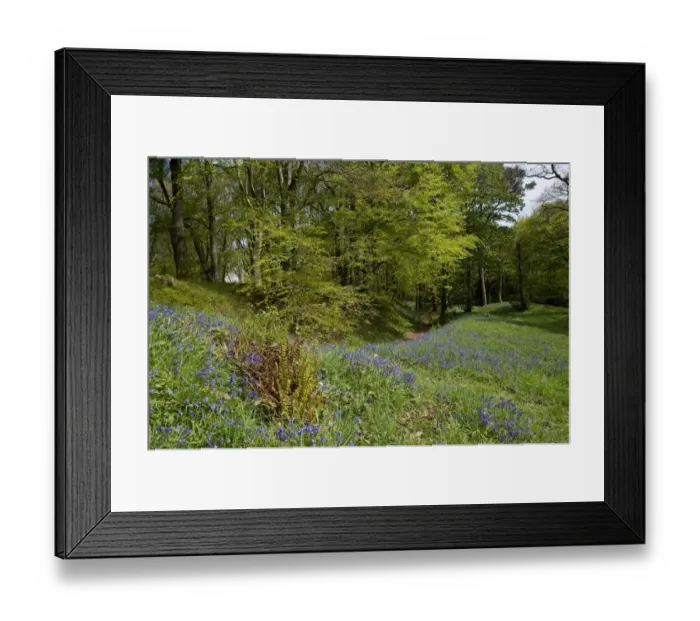 Framed Print : bluebells flowering at Blackbury Camp, a Devon Iron-age fort, with beech and oak trees in young leaf on a bright spring Framed Print : bluebells flowering at Blackbury Camp, a Devon Iron-age fort, with beech and oak trees in young leaf on a bright spring