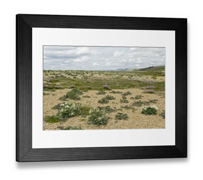 Framed Print : Sea kale, Crambe maritima, and thrift, Armeria maritima, and other plants flowering on shingle at Chesil beach in Framed Print : Sea kale, Crambe maritima, and thrift, Armeria maritima, and other plants flowering on shingle at Chesil beach in