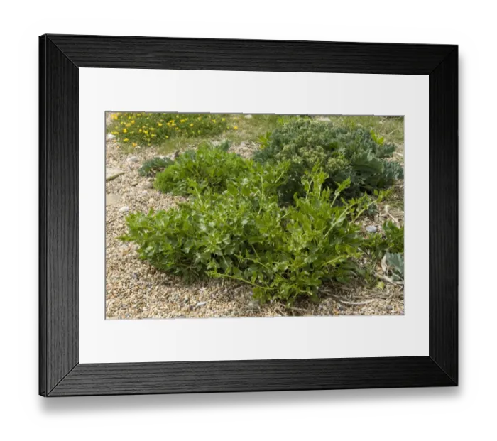 Framed Print : Sea beet, Beta vulgaris ssp maritima, flowering plant on shingle at Chesil beach in Dorset Framed Print : Sea beet, Beta vulgaris ssp maritima, flowering plant on shingle at Chesil beach in Dorset