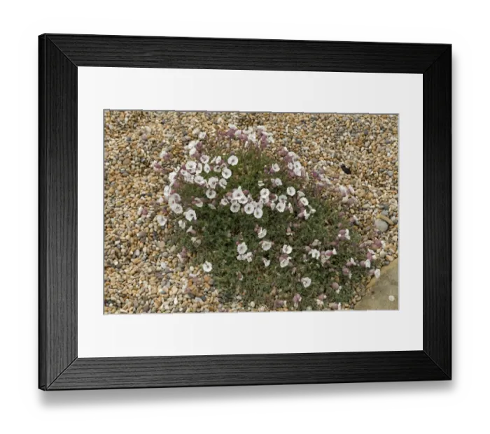 Framed Print : A flowering clump of sea campion, Silene maritima, on shingle and Chesil Beach in Dorset Framed Print : A flowering clump of sea campion, Silene maritima, on shingle and Chesil Beach in Dorset