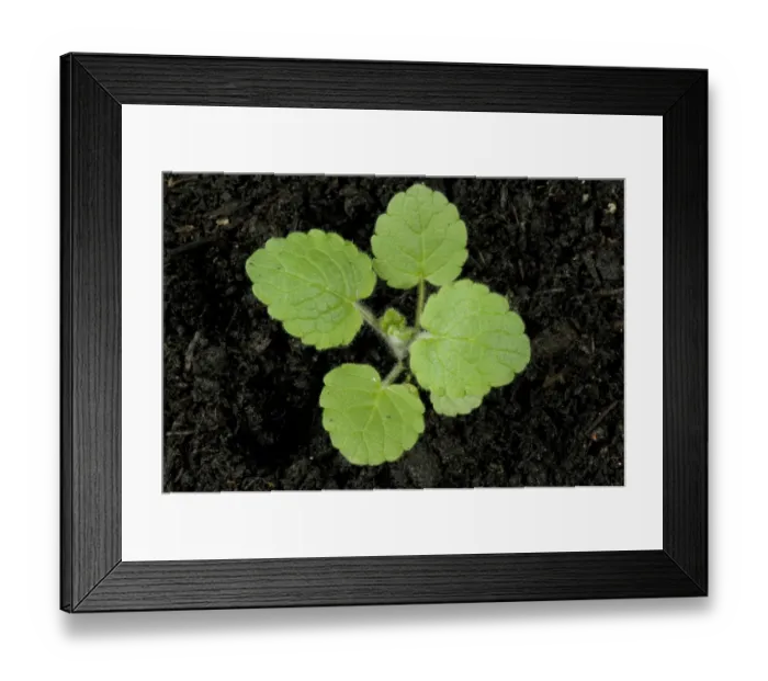 Framed Print : Hedge woundwort, Stachys sylvatica, young plant Framed Print : Hedge woundwort, Stachys sylvatica, young plant