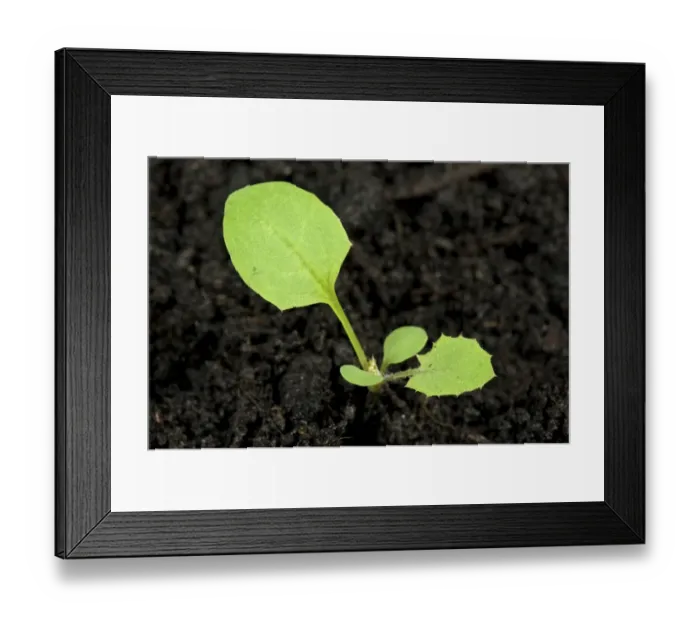 Framed Print : Smooth sow-thistle, Sonchus oleraceus, arable garden weed seedling with cotyledons and first true leaves Framed Print : Smooth sow-thistle, Sonchus oleraceus, arable garden weed seedling with cotyledons and first true leaves