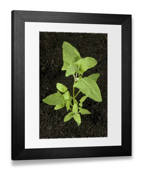 Framed Print : A plant of common orache, Atriplex patula, annual arable garden and agriculture weed Framed Print : A plant of common orache, Atriplex patula, annual arable garden and agriculture weed