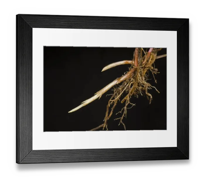Framed Print : Couch, twitch or quackgrass, Agropyron repens, roots and spreading young rhizomes