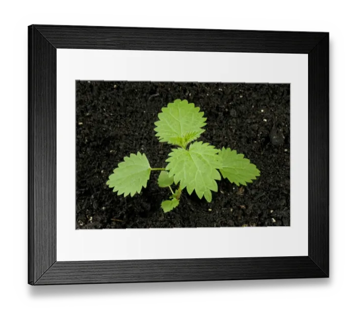 Framed Print : Seedling stinging nettle, Urtica dioica, perrennial stinging weed of gardens Framed Print : Seedling stinging nettle, Urtica dioica, perrennial stinging weed of gardens