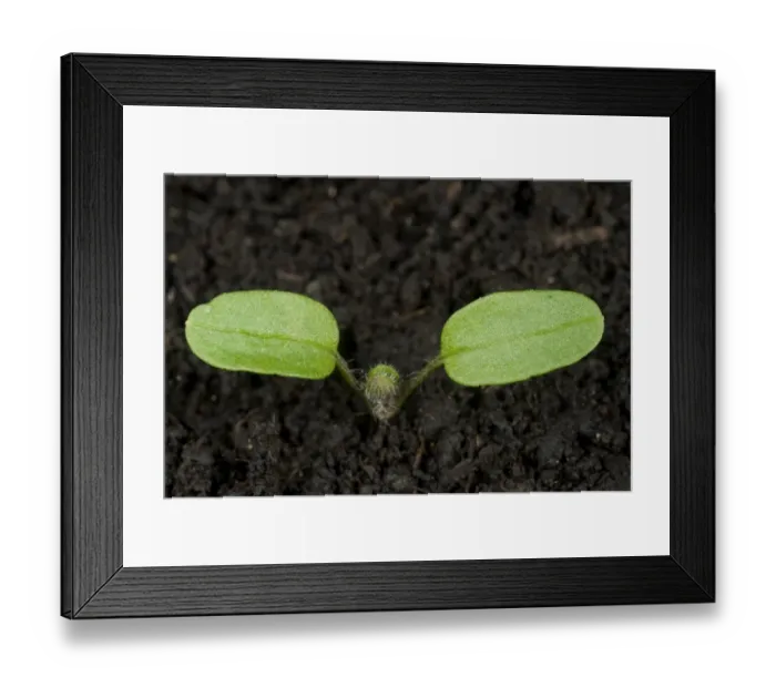 Framed Print : Ivy-leaved speedwell, Veronica hederifolia, seedling cotyedons with new true leaves developing Framed Print : Ivy-leaved speedwell, Veronica hederifolia, seedling cotyedons with new true leaves developing