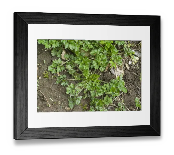 Framed Print : Creeping buttercup, Ranunculus repens, plant on garden soil Framed Print : Creeping buttercup, Ranunculus repens, plant on garden soil