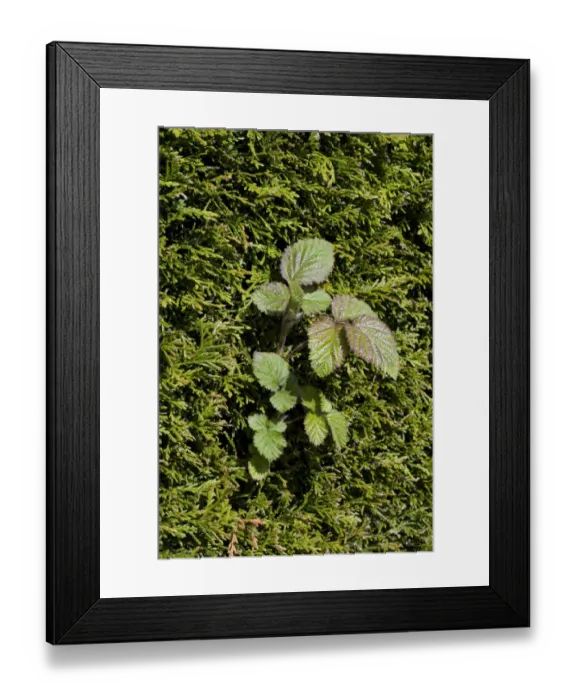 Framed Print : A bramble shoot, Rubus fructicosus, climbing through a leyland cypress hedge, Cupressocyparis leylandii as a weed Framed Print : A bramble shoot, Rubus fructicosus, climbing through a leyland cypress hedge, Cupressocyparis leylandii as a weed