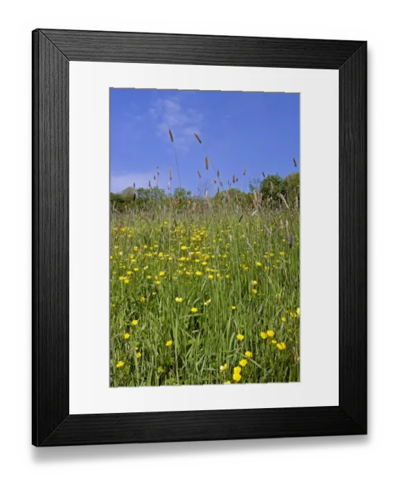 Framed Print : Flowering field buttercups, Ranunculus acris, a yellow carpet in green grass meadow on a bright spring day with trees Framed Print : Flowering field buttercups, Ranunculus acris, a yellow carpet in green grass meadow on a bright spring day with trees