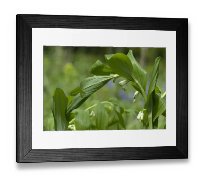 Framed Print : Common Solomons Seal (Polygonatum multiflorum) woodland plant coming into flower with upper leaves unfurling