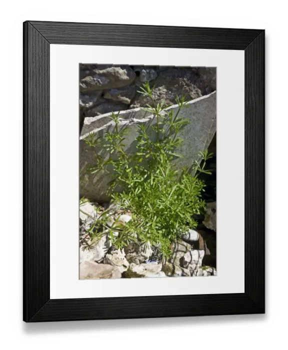 Framed Print : Cleavers or goosegrass, Galium aparine, plant growing amonst garden rubble Framed Print : Cleavers or goosegrass, Galium aparine, plant growing amonst garden rubble