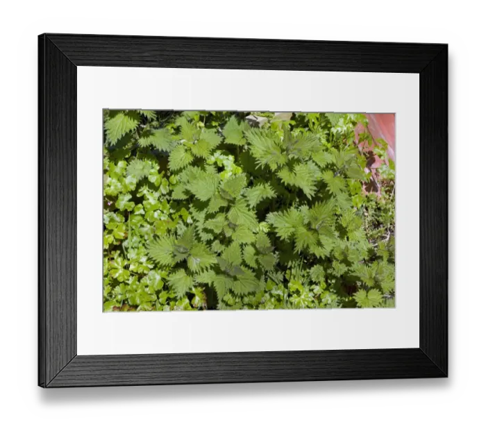 Framed Print : Young shoots of perennial stinging nettle, Urtica dioica, growing with herb robert among garden rubble