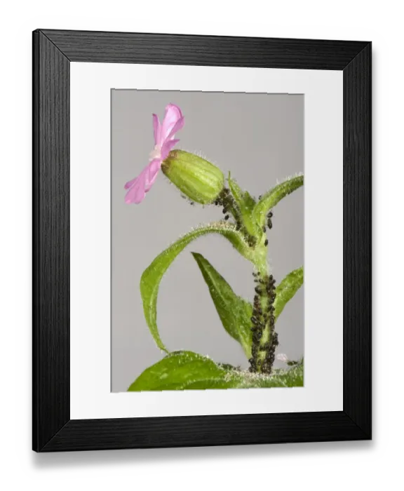 Framed Print : Campion aphids, Brachycaudus lychnidis, colony on flowering red campion, Silene dioica Framed Print : Campion aphids, Brachycaudus lychnidis, colony on flowering red campion, Silene dioica