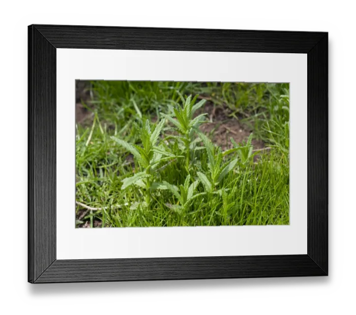 Framed Print : Young yellow rattle plants, Rhinanthus minor, in grassland Framed Print : Young yellow rattle plants, Rhinanthus minor, in grassland