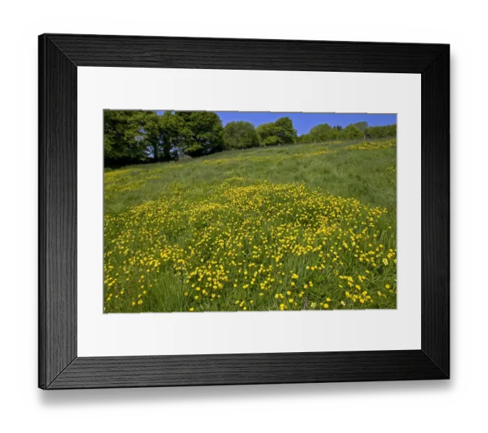 Framed Print : Flowering field buttercups, Ranunculus acris, a yellow carpet in green grass meadow on a bright spring day with trees Framed Print : Flowering field buttercups, Ranunculus acris, a yellow carpet in green grass meadow on a bright spring day with trees