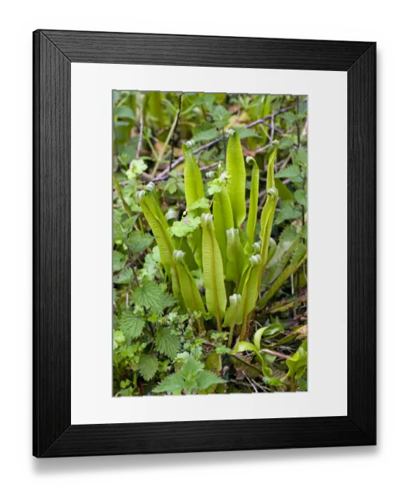 Framed Print : Harts tongue fern, Asplenium scolopendrium, with leaves unfurling in spring Framed Print : Harts tongue fern, Asplenium scolopendrium, with leaves unfurling in spring