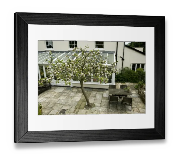 Framed Print : A Bramley apple tree in full blossom just outside a large conservatory at the back of a Georgian house in Devon