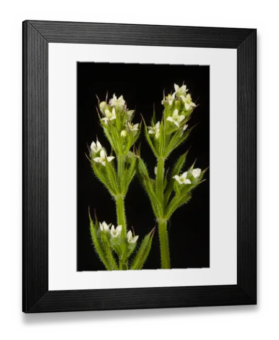 Framed Print : Small white flowers of cleavers or goosegrass, Galium aparine, with green leaves with hooked hairs which stick to Framed Print : Small white flowers of cleavers or goosegrass, Galium aparine, with green leaves with hooked hairs which stick to