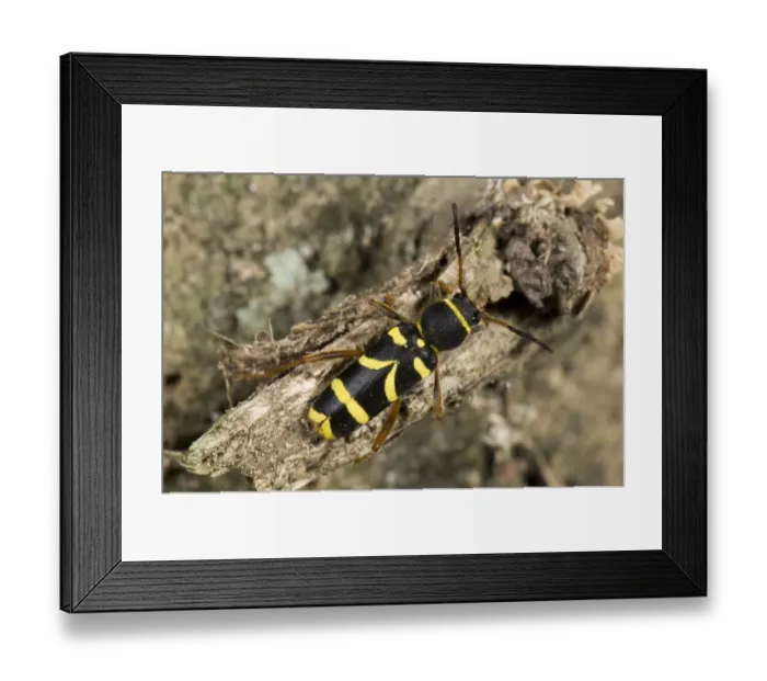 Framed Print : A wasp beetle, Clytus arietis, on rotten wood Framed Print : A wasp beetle, Clytus arietis, on rotten wood