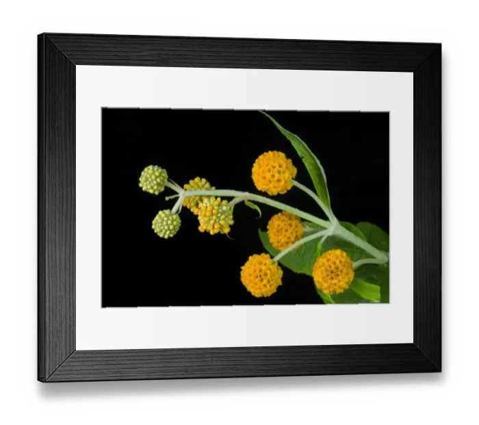 Framed Print : orange ball buddleja, Buddleja glabosa, large flowering shrub Framed Print : orange ball buddleja, Buddleja glabosa, large flowering shrub