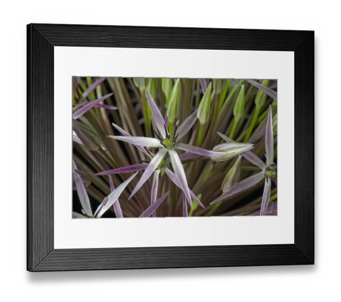 Framed Print : Star of Persia, Allium cristophii, florets Framed Print : Star of Persia, Allium cristophii, florets