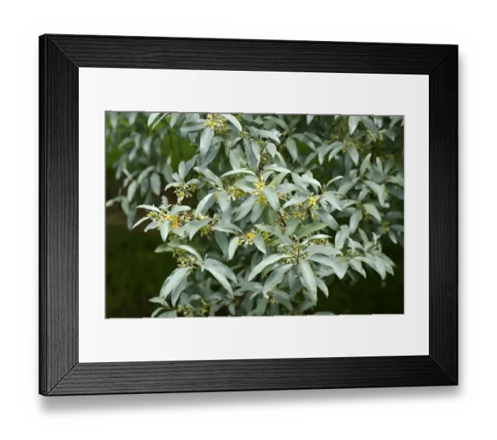 Framed Print : Ornamental shrub, Elaeagnus angustifolia Quicksilver in flower, in a country garden Framed Print : Ornamental shrub, Elaeagnus angustifolia Quicksilver in flower, in a country garden