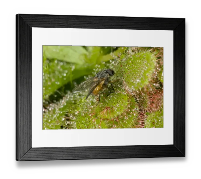 Framed Print : A fly caught on the sticky hairs of a sundew, Drosera aliciae, a carniverous plant of bogs and marshes