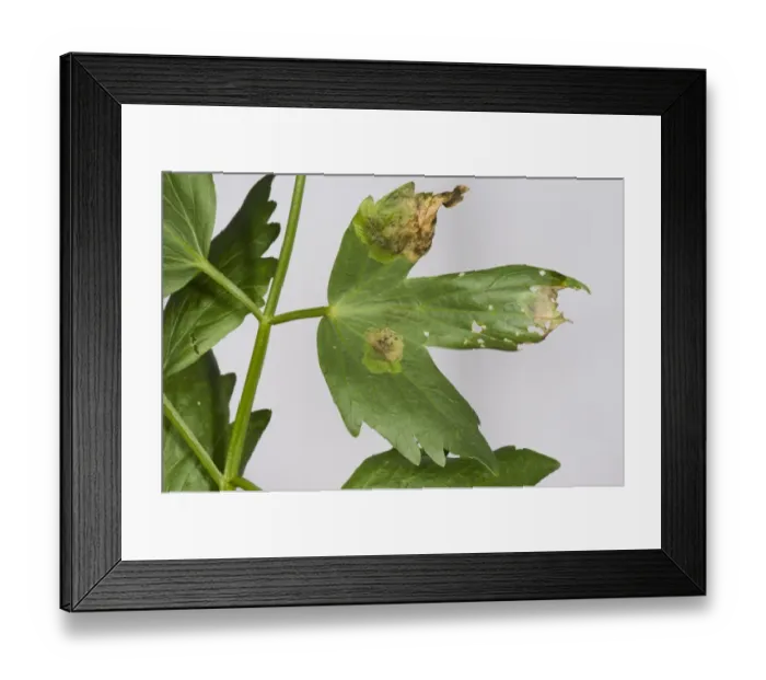 Framed Print : Lovage leaf miner, Euliea heraclei, damage to lovage leaf Framed Print : Lovage leaf miner, Euliea heraclei, damage to lovage leaf