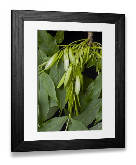 Framed Print : Seeds or fruit of an ash tree, Fraxinus excelsior, known as keys Framed Print : Seeds or fruit of an ash tree, Fraxinus excelsior, known as keys