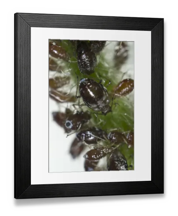 Framed Print : Campion aphids, Brachycaudus lychnidis, colony on flowering red campion, Silene dioica Framed Print : Campion aphids, Brachycaudus lychnidis, colony on flowering red campion, Silene dioica