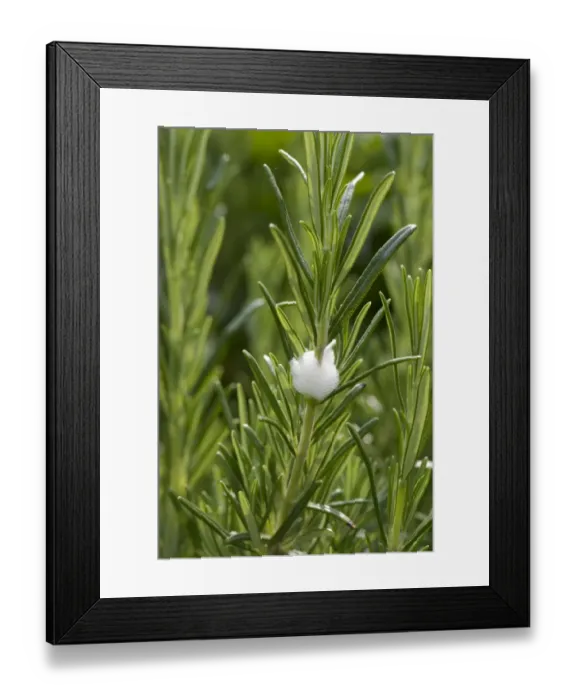 Framed Print : Cuckoo spit on on a rosemary bush caused by a froghopper nymph, Philaenus spumarius