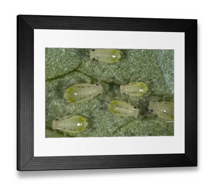 Framed Print : Glasshouse potato aphids, Aulacorthum solani, infestation on kitchen herb, coriander, leaf Framed Print : Glasshouse potato aphids, Aulacorthum solani, infestation on kitchen herb, coriander, leaf