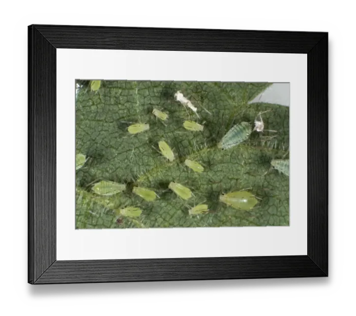Framed Print : Stinging nettle aphids, Microlophium carnosum, infestation on a stinging nettle leaf Framed Print : Stinging nettle aphids, Microlophium carnosum, infestation on a stinging nettle leaf