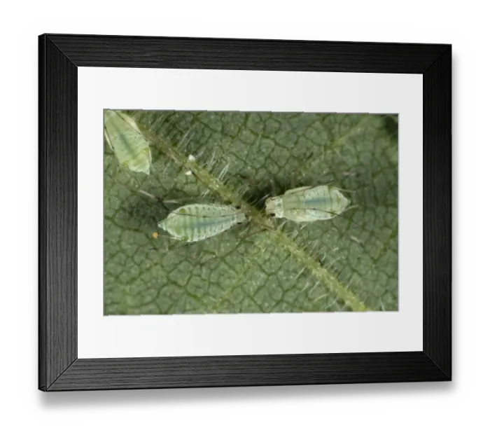 Framed Print : Stinging nettle aphids, Microlophium carnosum, infestation on a stinging nettle leaf Framed Print : Stinging nettle aphids, Microlophium carnosum, infestation on a stinging nettle leaf