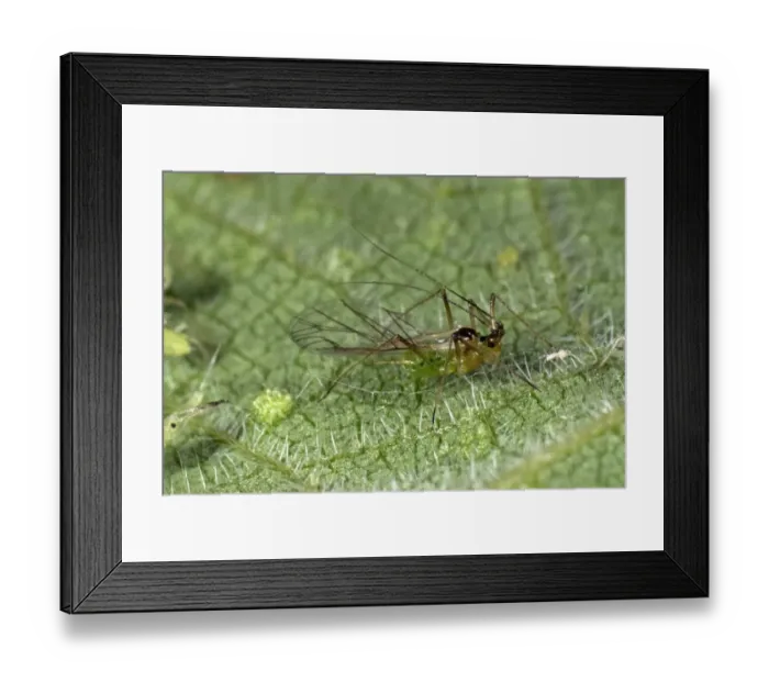 Framed Print : Stinging nettle aphid, Microlophium carnosum, winged alate on a stinging nettle leaf Framed Print : Stinging nettle aphid, Microlophium carnosum, winged alate on a stinging nettle leaf