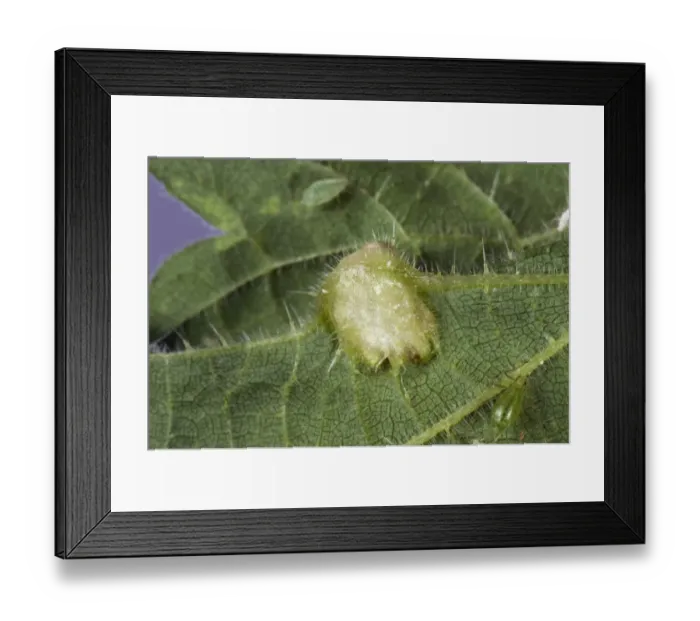 Framed Print : Nettle leaf gall caused by a midge, Dasineura urticae, on the underside of a stinging nettle, Urtica dioica, leaf Framed Print : Nettle leaf gall caused by a midge, Dasineura urticae, on the underside of a stinging nettle, Urtica dioica, leaf