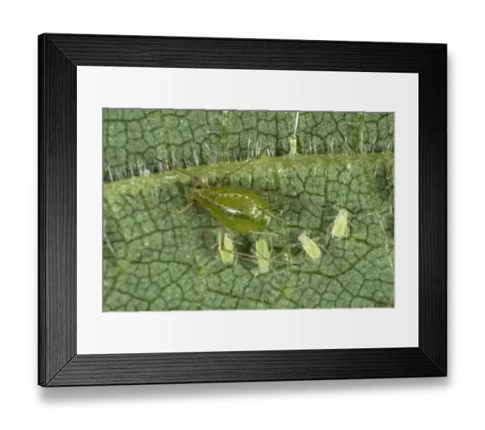 Framed Print : Stinging nettle aphids, Microlophium carnosum, infestation on a stinging nettle leaf Framed Print : Stinging nettle aphids, Microlophium carnosum, infestation on a stinging nettle leaf